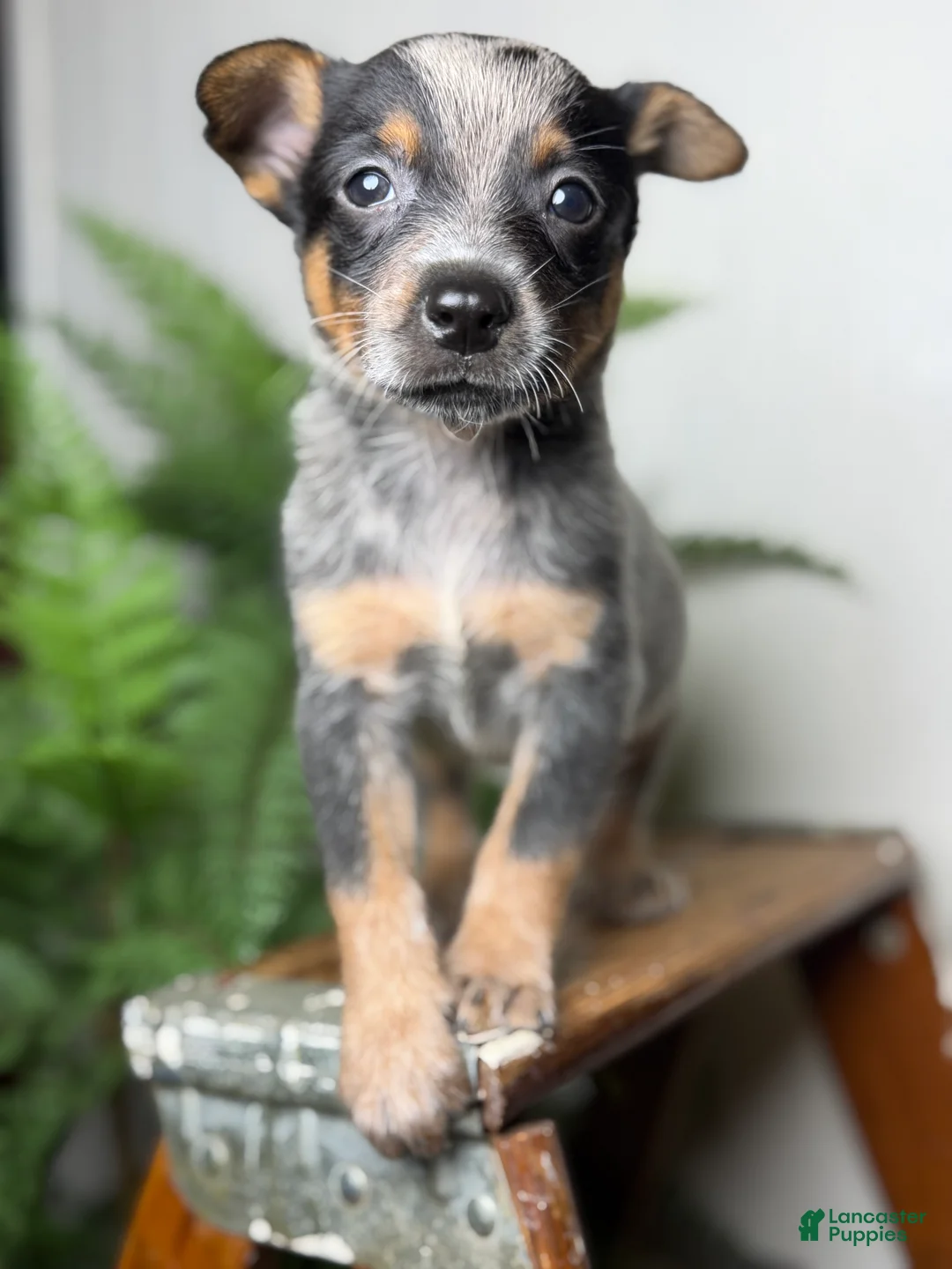 Australian Cattle Dog dogs for sale: Rudis - Ad 1