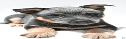 Australian Cattle Dog dogs for sale: Sapphire - Ad 4