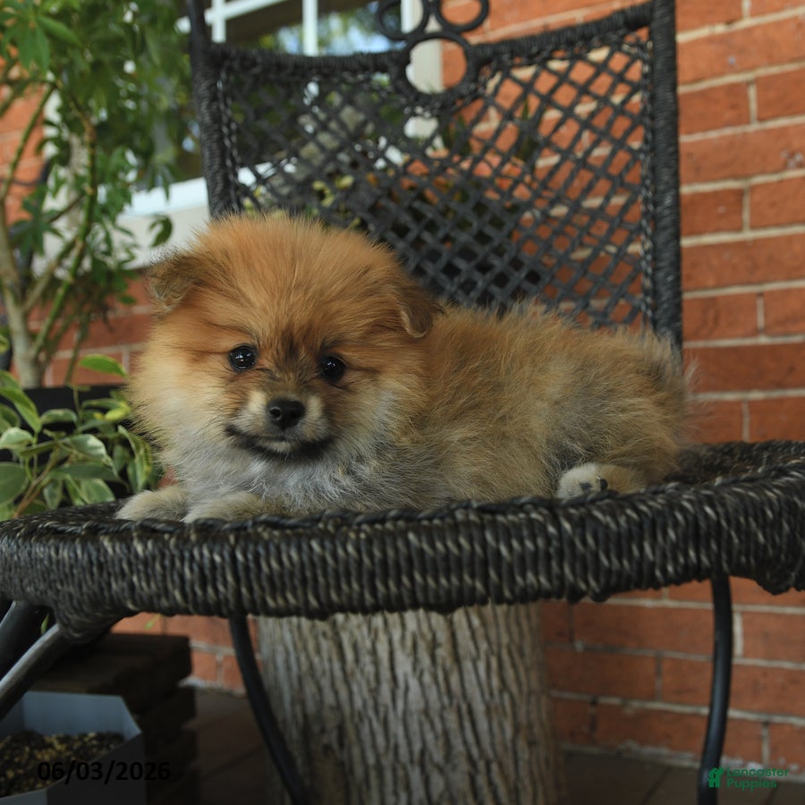 Pomeranian dogs for sale: Gus - Ad 2