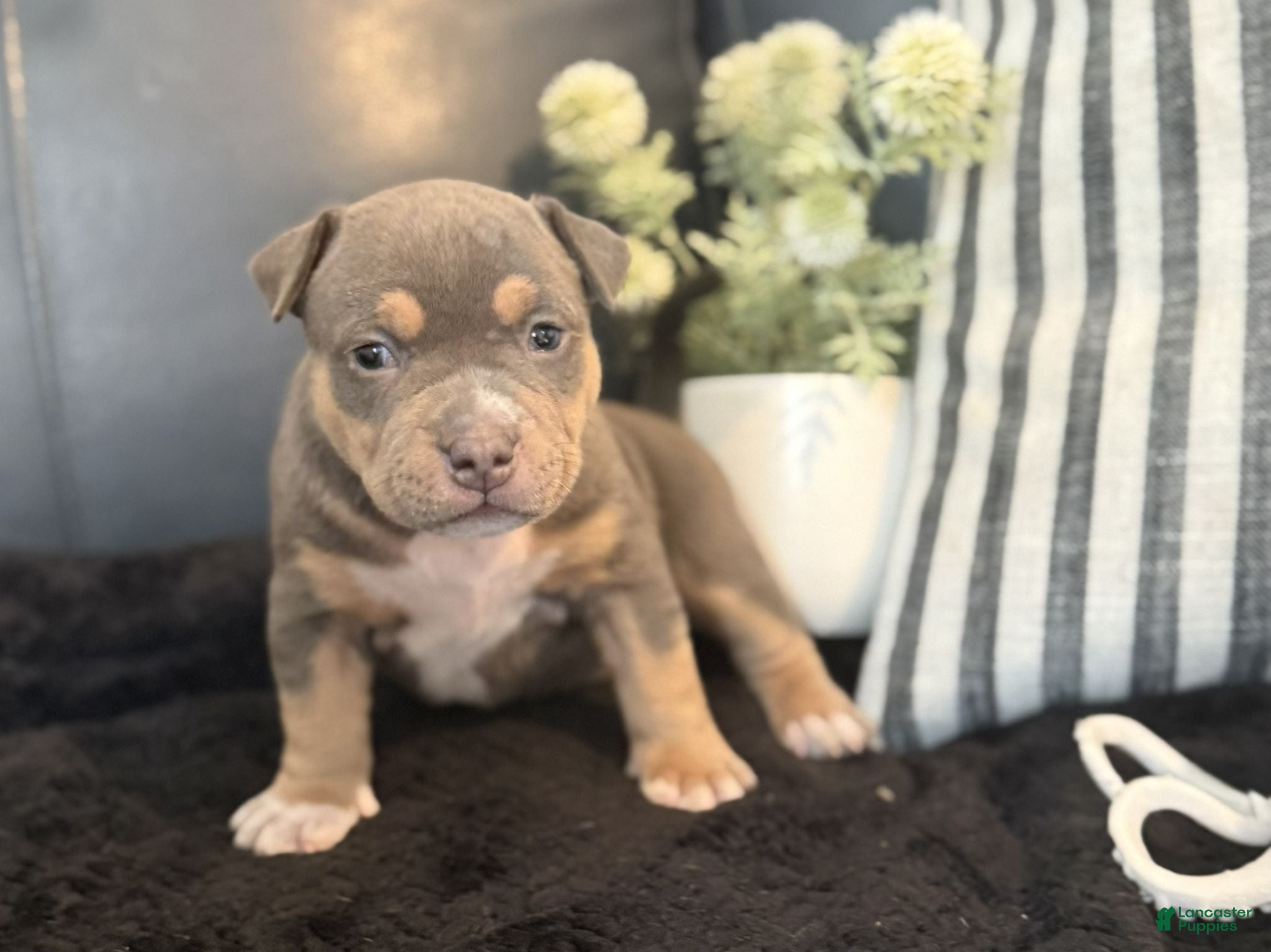 American Bully dogs Talulah - Ad 2