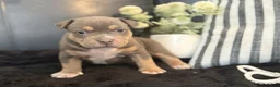 American Bully dogs for sale: Talulah - Ad 4