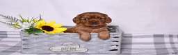 Cavalier King Charles Spaniel dogs for sale: Penny - Ad 3