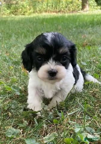 Cavapoo dogs Indy - Ad 1