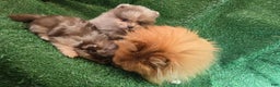Pomeranian dogs for sale: Naya - Ad 2