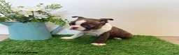 Boston Terrier dogs for sale: Mason - Ad 4