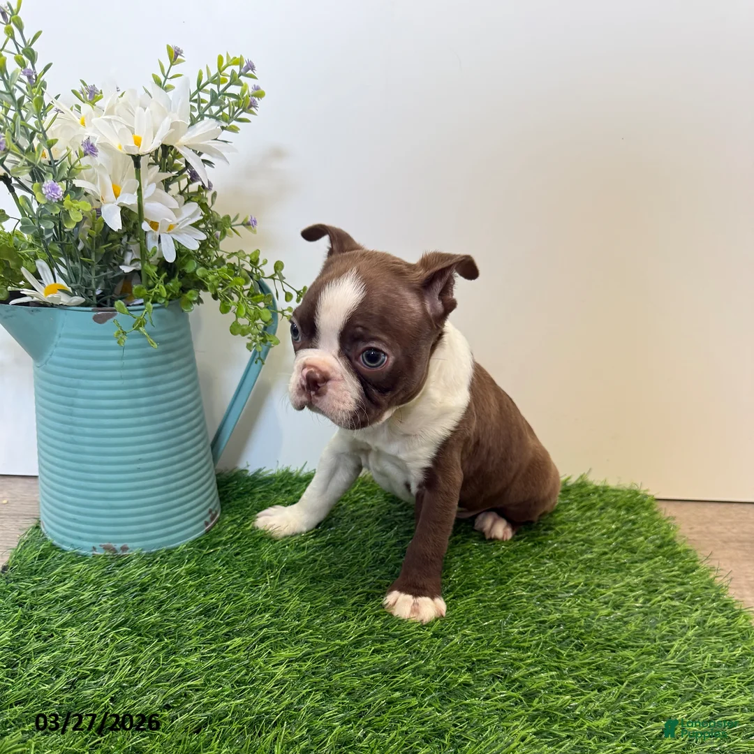 Boston Terrier dogs for sale: Mason - Ad 4