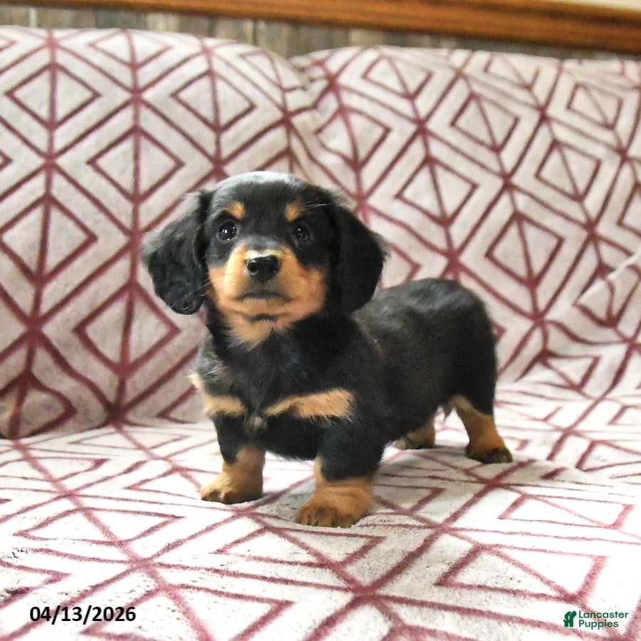 Miniature Dachshund dogs Chocolate - Ad 1