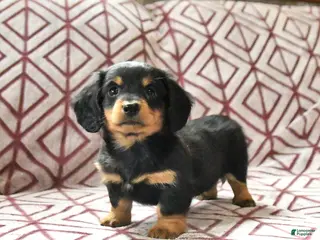 Miniature Dachshund dogs for sale: Chocolate - Ad 4