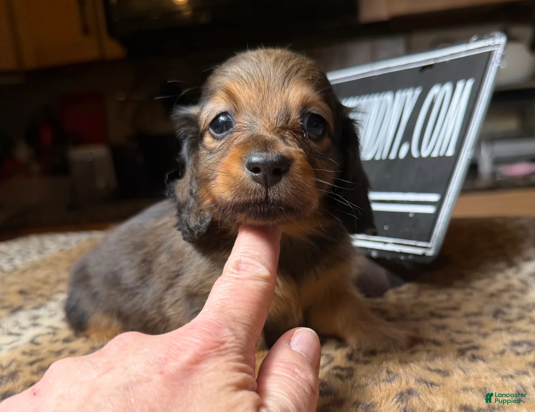 Miniature Dachshund dogs for sale: Lh Shaded red - Ad 1
