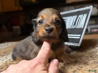 Miniature Dachshund dogs Lh Shaded red - Ad 15