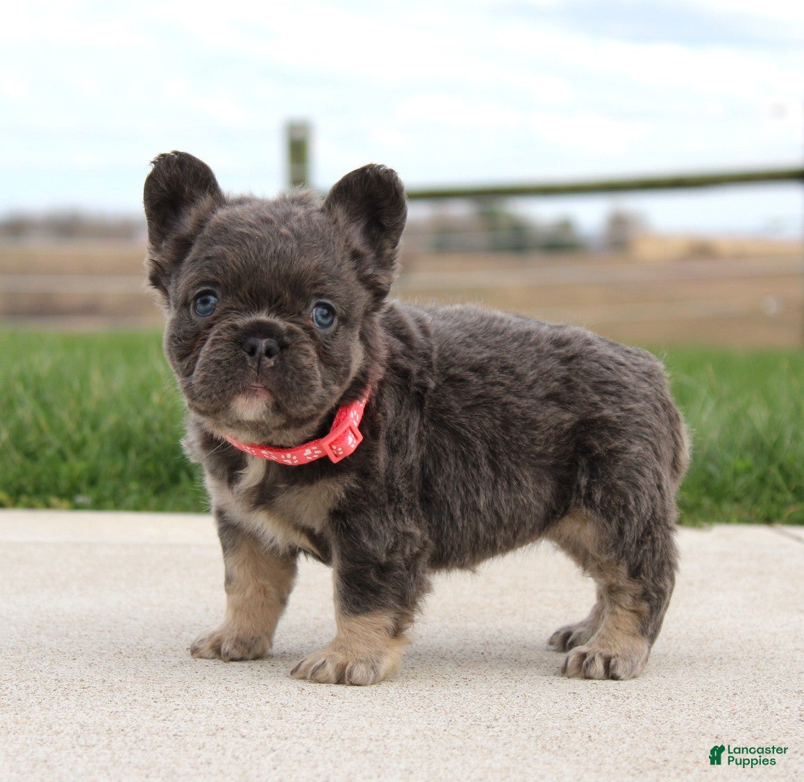 French Bulldog dogs Daisy - Ad 2