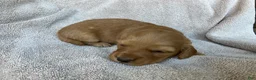 Miniature Dachshund dogs for sale: DAWWG POUND’S POCKET-SIZED QB - Ad 5