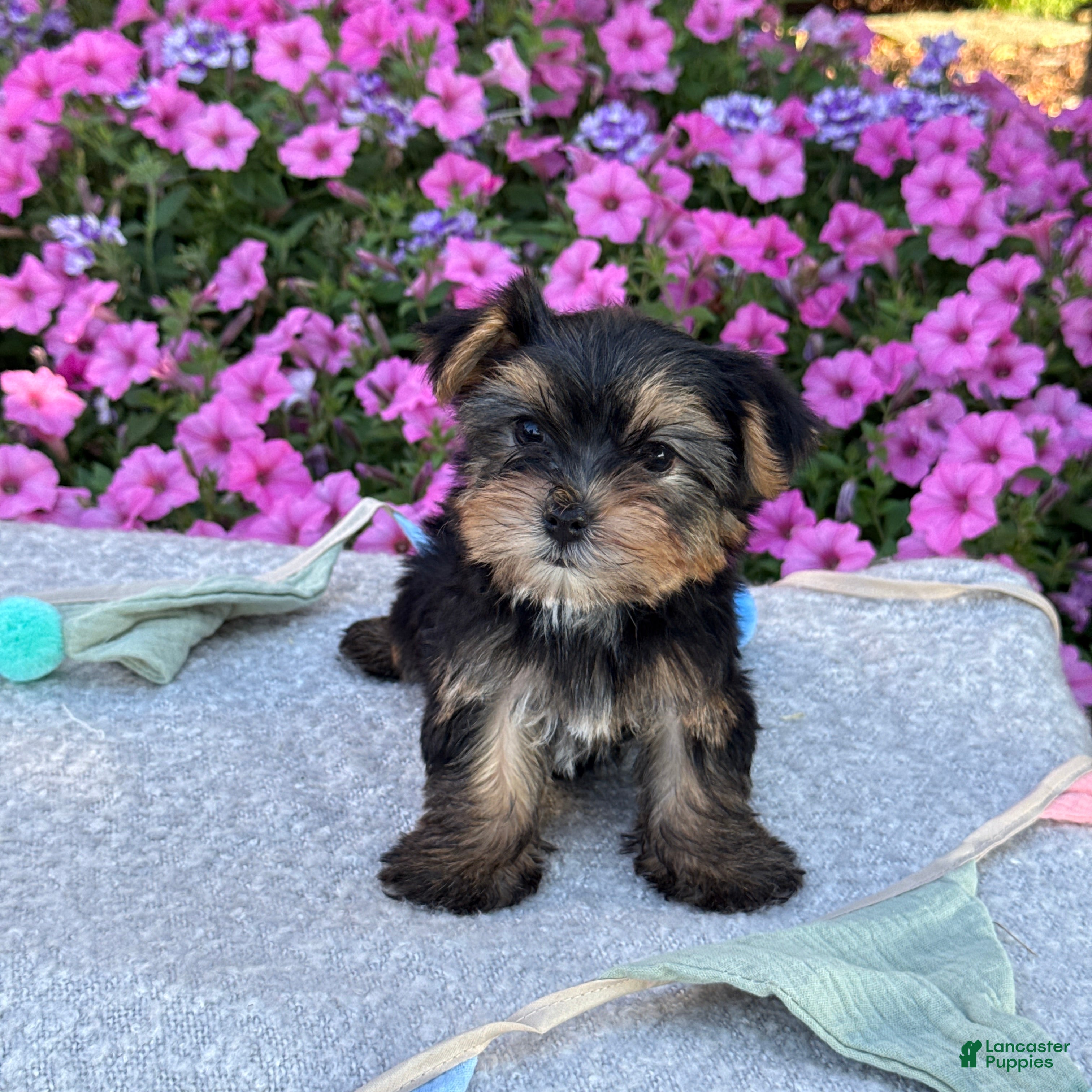 Yorkshire Terrier dogs Ivy - Ad 1