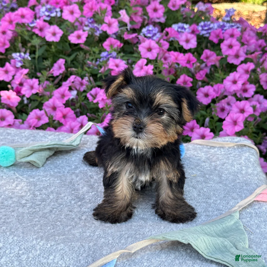 Yorkshire Terrier dogs for sale: Ivy - Ad 1