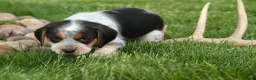 Beagle dogs for sale: Cruz  - Ad 9