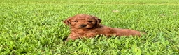 Mini Goldendoodle dogs for sale: Charlie - Ad 2