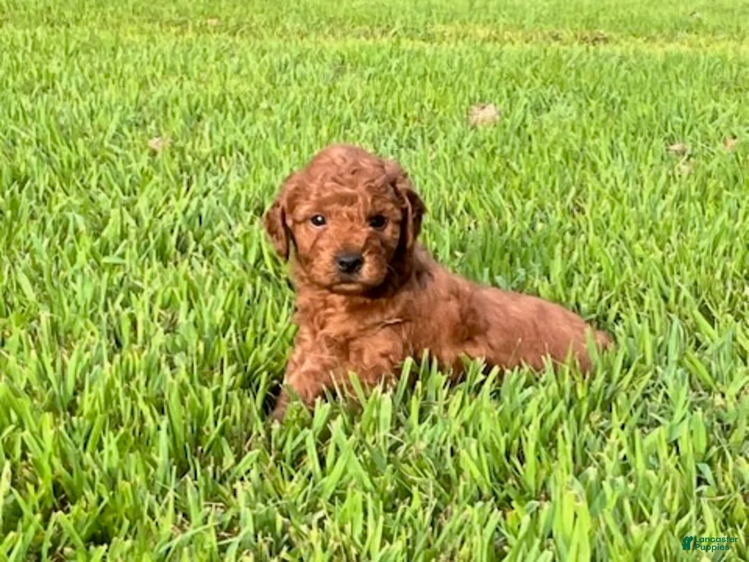 Mini Goldendoodle dogs for sale: Charlie - Ad 2