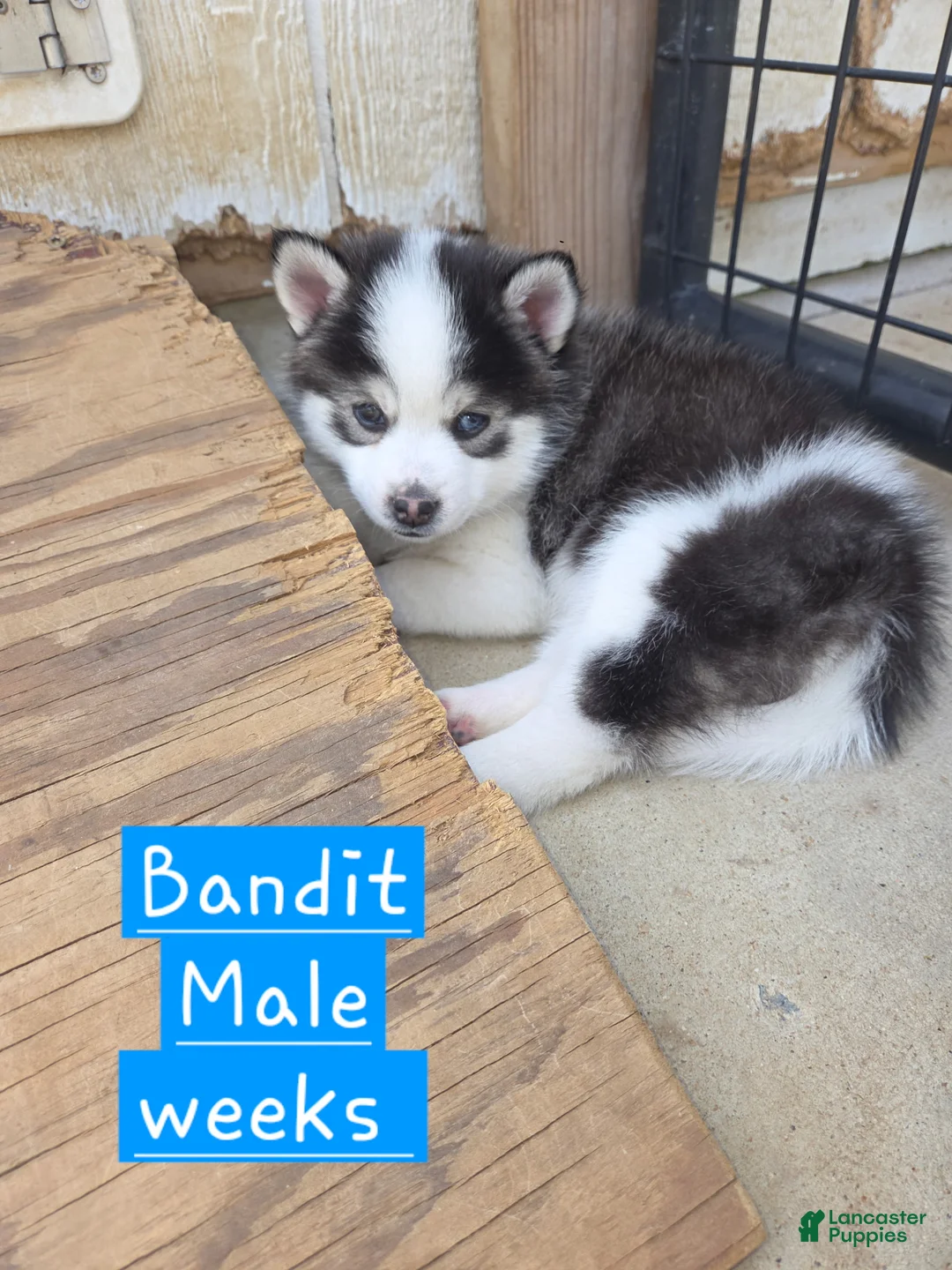 Pomsky dogs for sale: Bandit - Ad 1