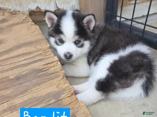Pomsky dogs for sale: Bandit - Ad 3