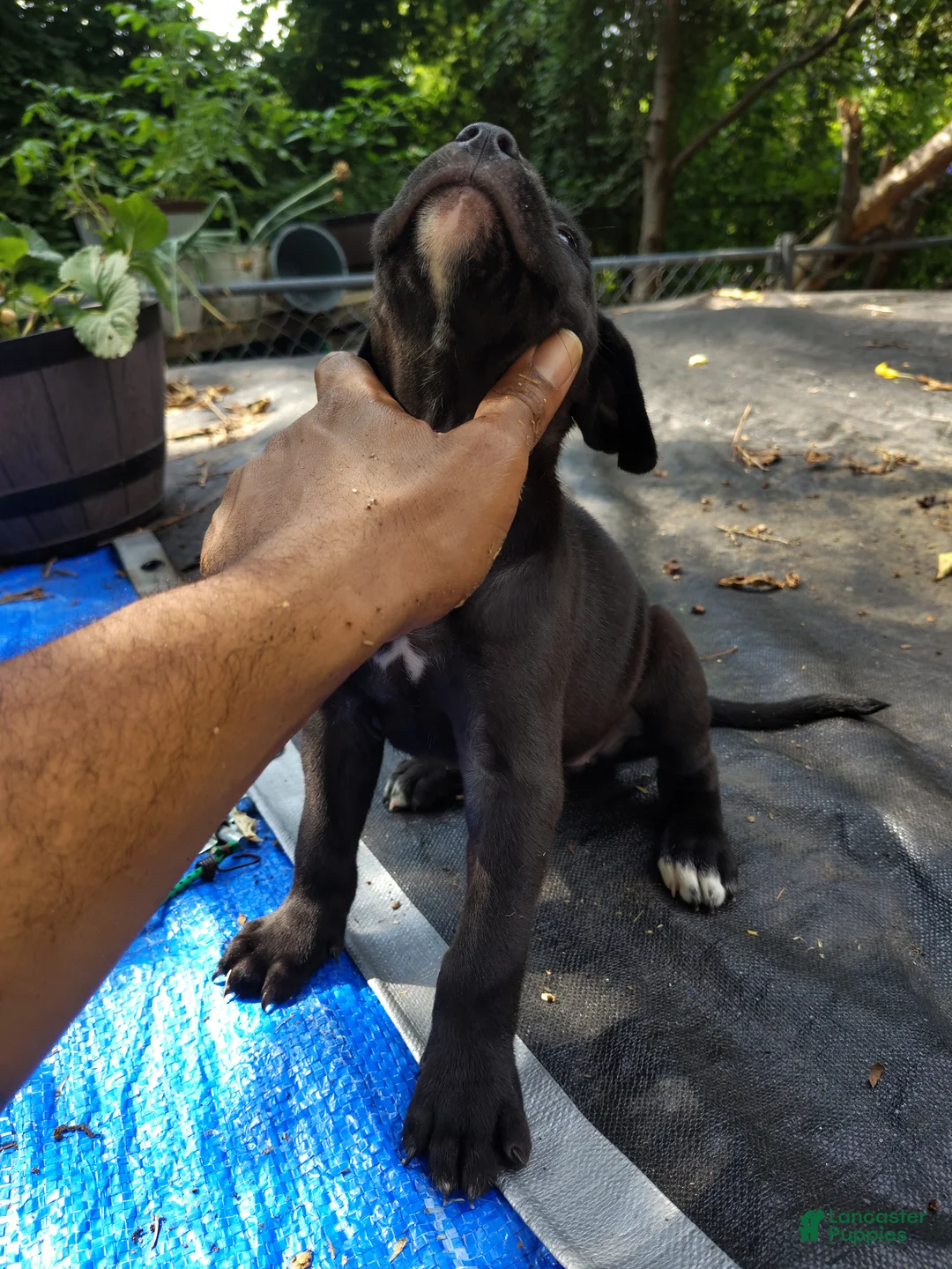 Mixed Breed dogs for sale: Mixed Breed 3 Bandog (Audi)  - Ad 1