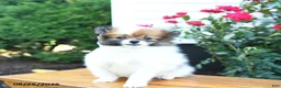 Pomeranian dogs for sale: Karma - Ad 5