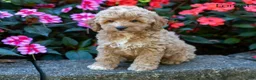 Cockapoo dogs for sale: Forest  - Ad 4