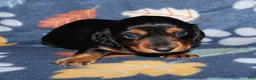 Miniature Dachshund dogs for sale: Flossy’s male - Ad 4
