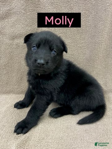 German Shepherd dogs German Shepherd (Molly) - Ad 1