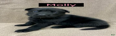 German Shepherd (Molly)