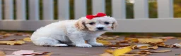 Cavachon dogs for sale: Sadie - Ad 3