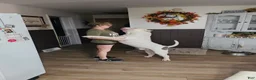 American Bully dogs for sale: Lilac brindle XL American Bully  - Ad 6