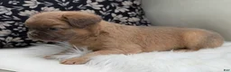 French Bulldog dogs for sale: Slate - Ad 4