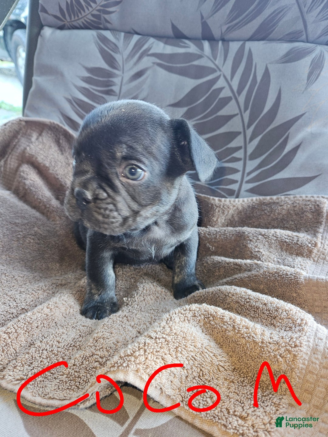 French Bulldog dogs for sale: French Bulldog Puppy 1 - Ad 5