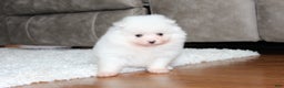 Pomeranian dogs for sale: Emerson - Ad 8