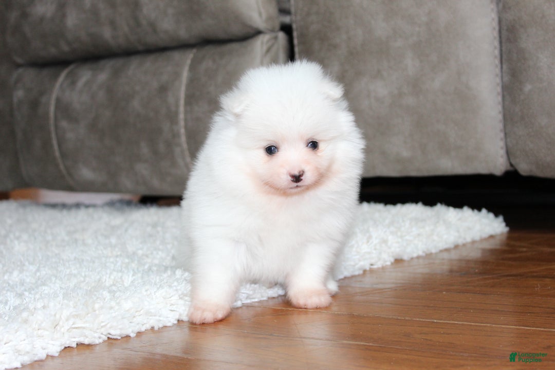 Pomeranian dogs for sale: Emerson - Ad 8