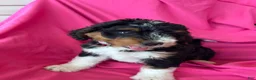 Mini Bernedoodle dogs for sale: RUSTY - Ad 4
