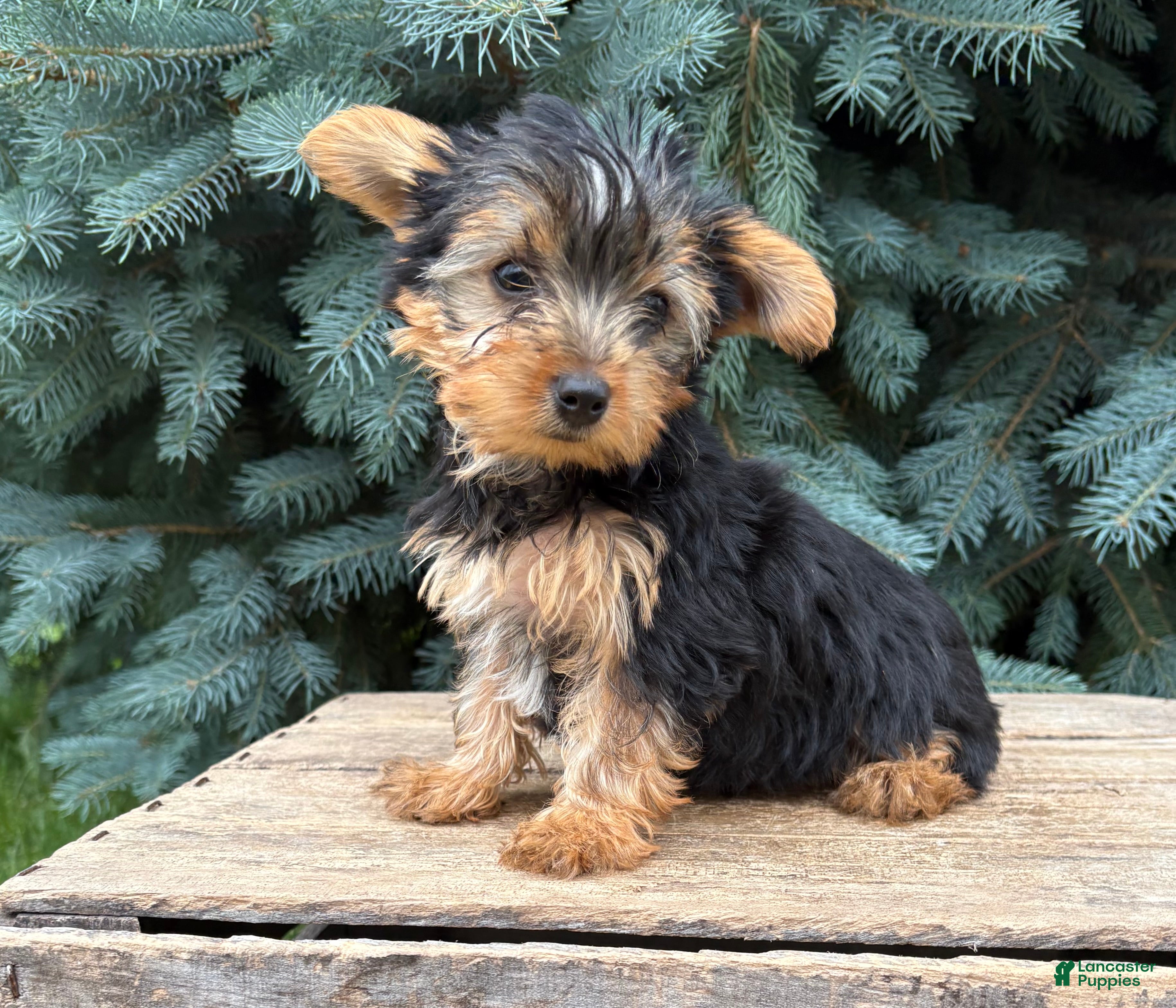 Yorkshire Terrier dogs Joey - Ad 1
