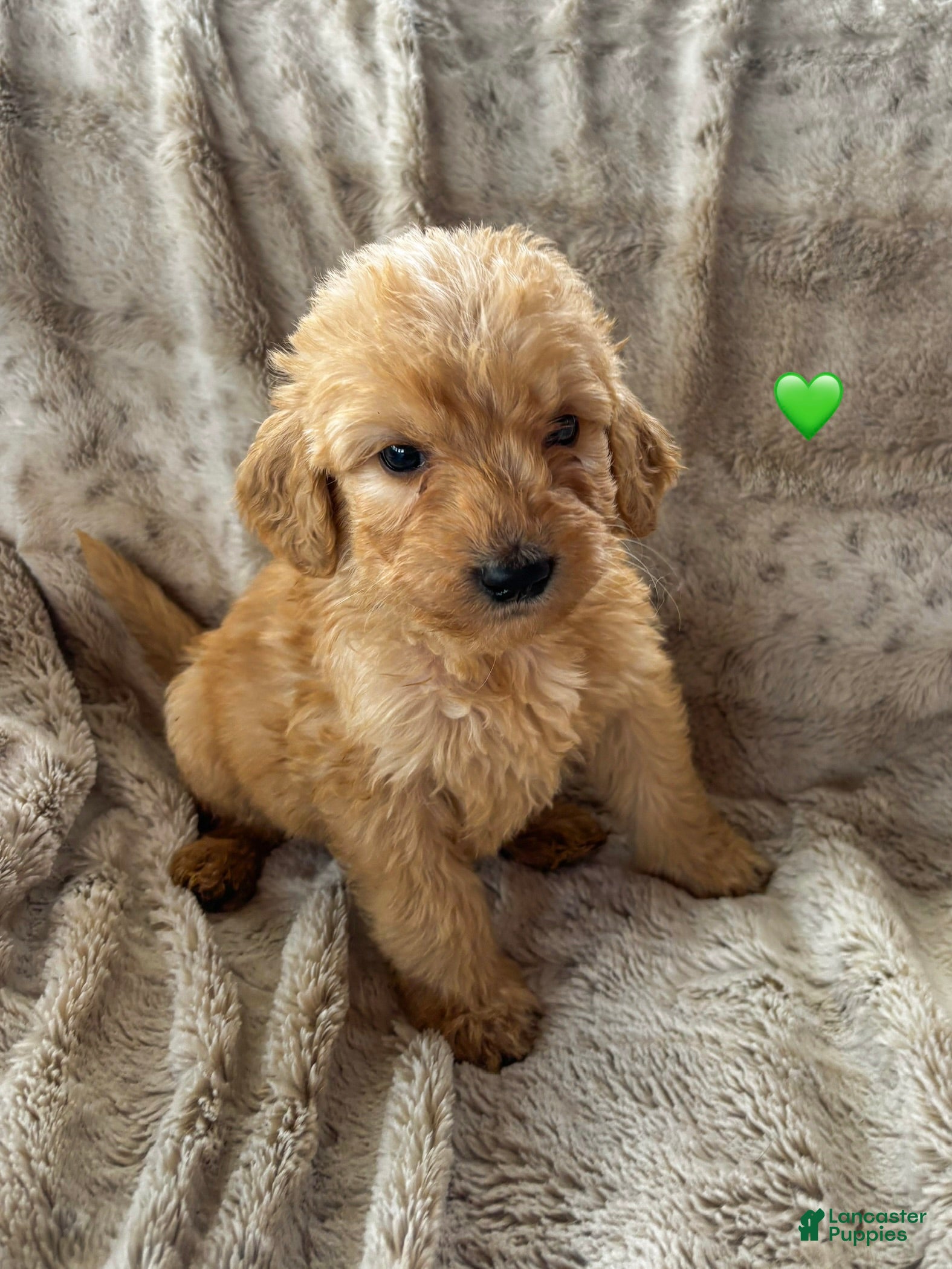 Goldendoodle dogs Hart  - Ad 27