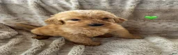 Goldendoodle dogs for sale: Hart  - Ad 4