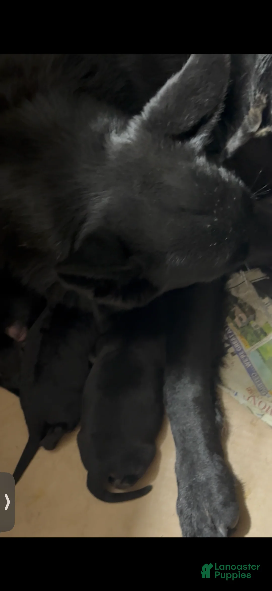 German Shepherd dogs for sale: SWAYZE - Ad 12