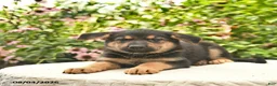 German Shepherd dogs for sale: Lassie  - Ad 2