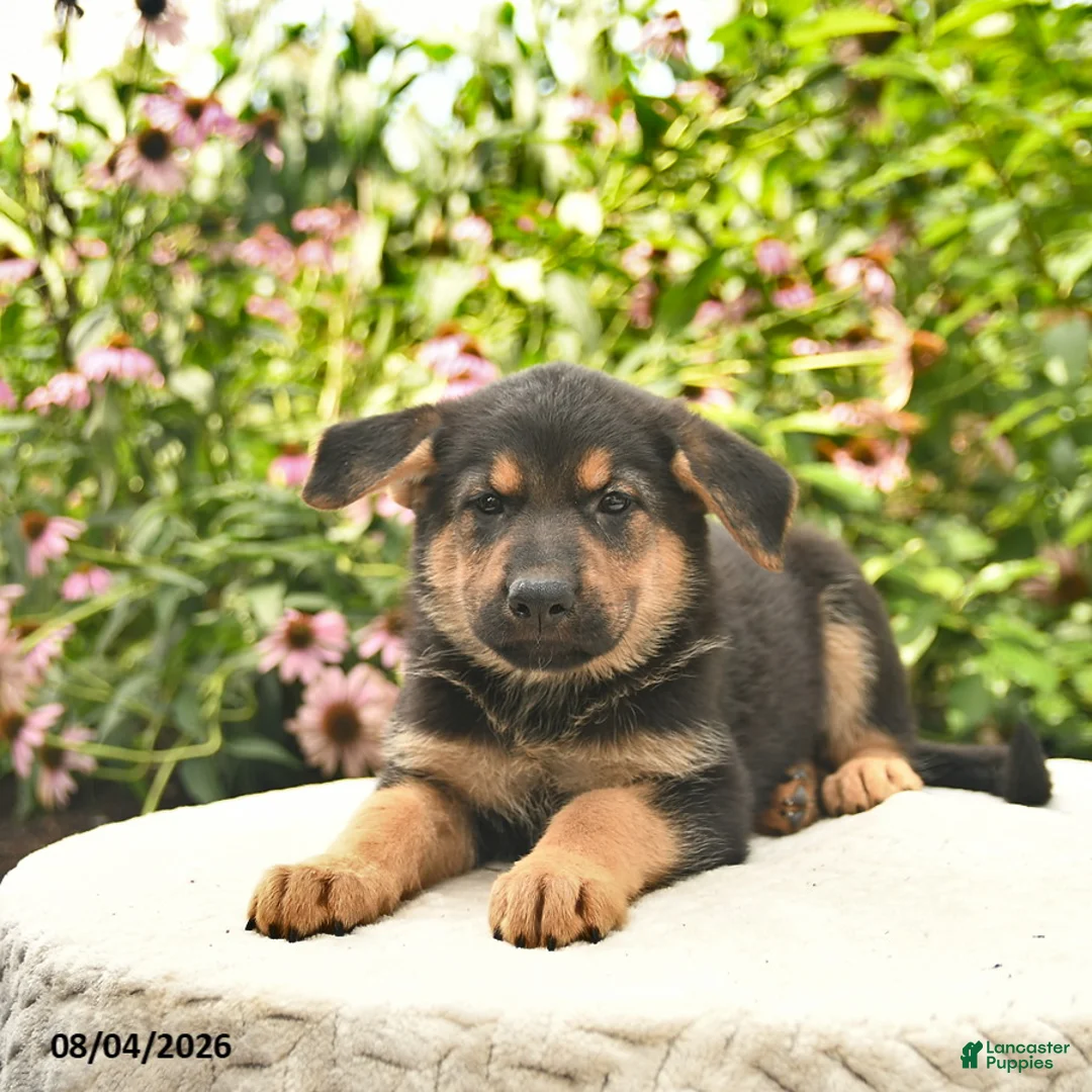 German Shepherd dogs for sale: Lassie  - Ad 2
