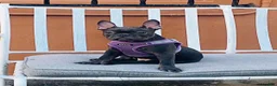 French Bulldog dogs for sale: French Bulldog Coco - Ad 2