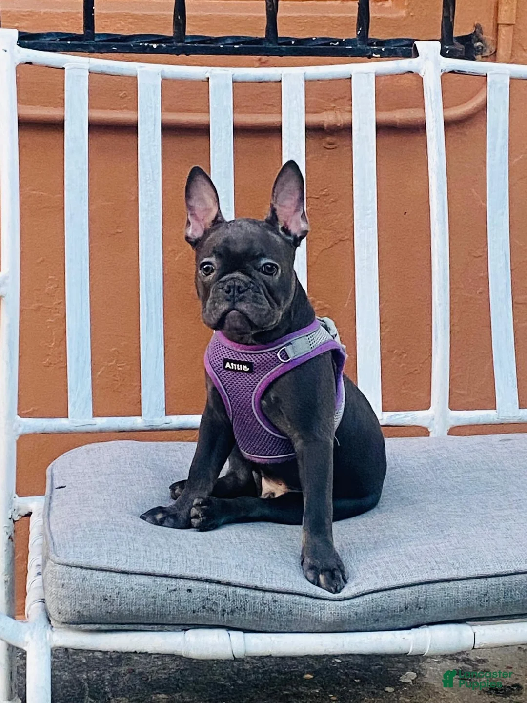 French Bulldog dogs for sale: French Bulldog Coco - Ad 2