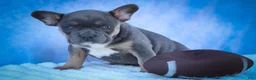Frenchton dogs for sale: Quest - Ad 12