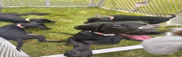Mixed Breed dogs for sale: Scribbles - Ad 3