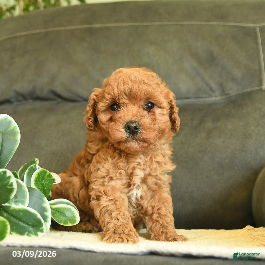 Labradoodle dogs Giggles  - Ad 2