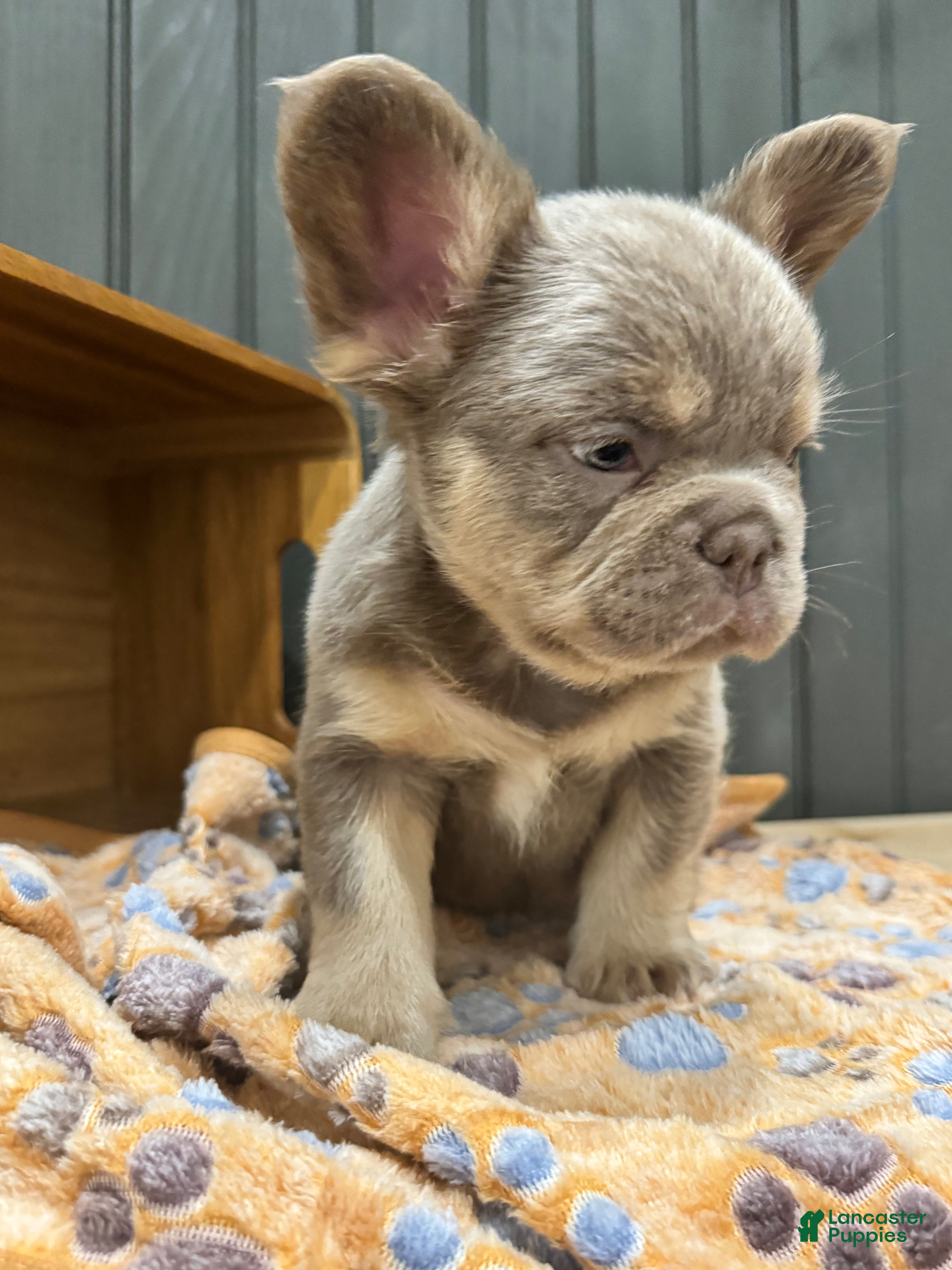 French Bulldog dogs for sale: Bentley - Ad 13