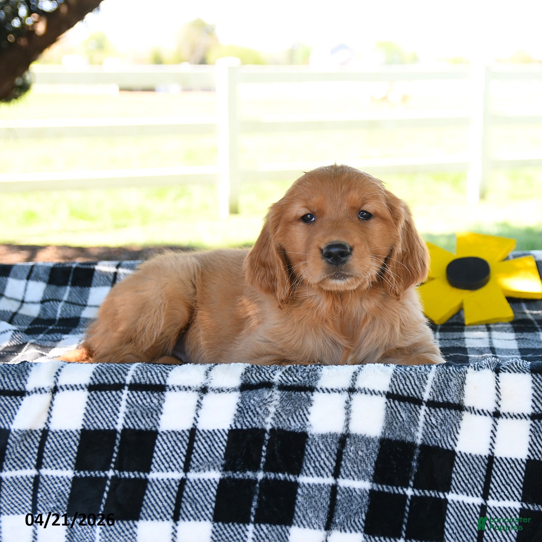 Golden Retriever dogs for sale: Amaya - Ad 2