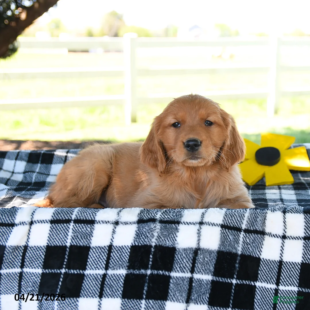 Golden Retriever dogs for sale: Amaya - Ad 3